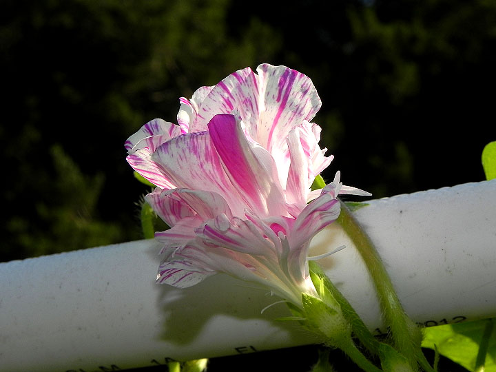 DSCN3407_02