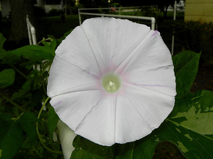 DSCN3426