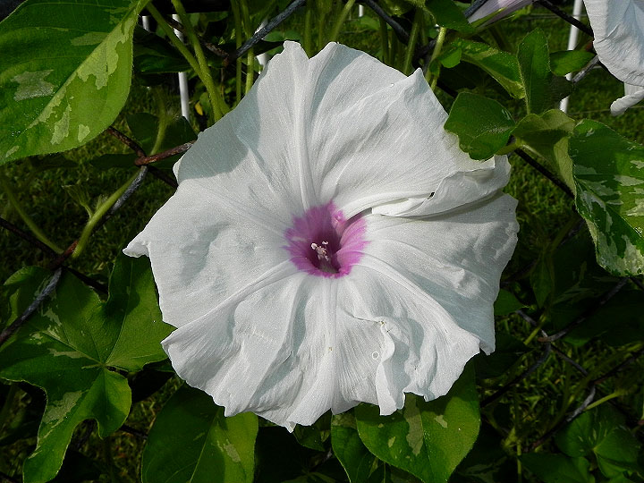 DSCN3519