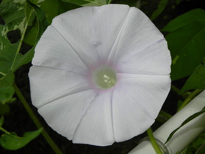 DSCN3561