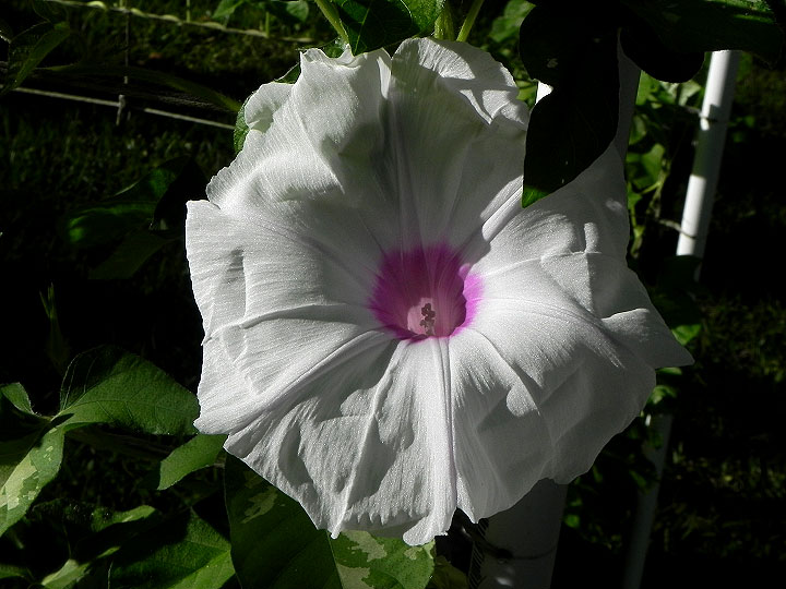 DSCN3594
