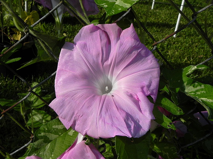 DSCN3655