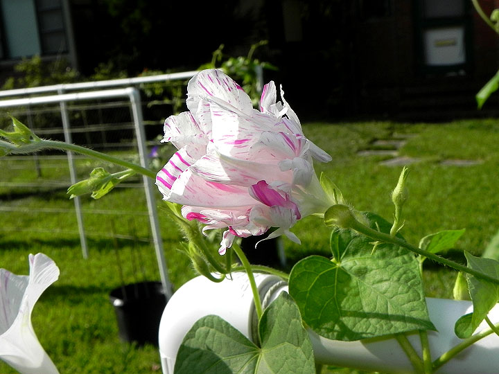 DSCN3674