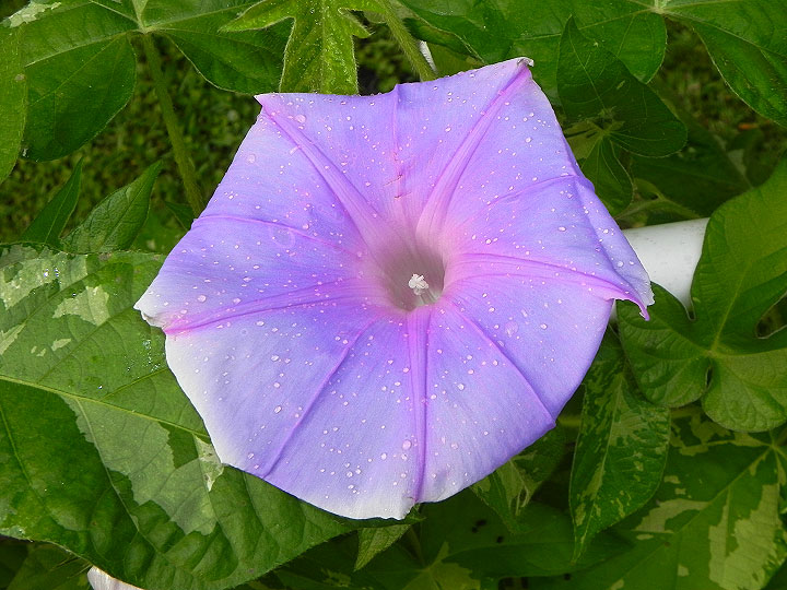 DSCN3704