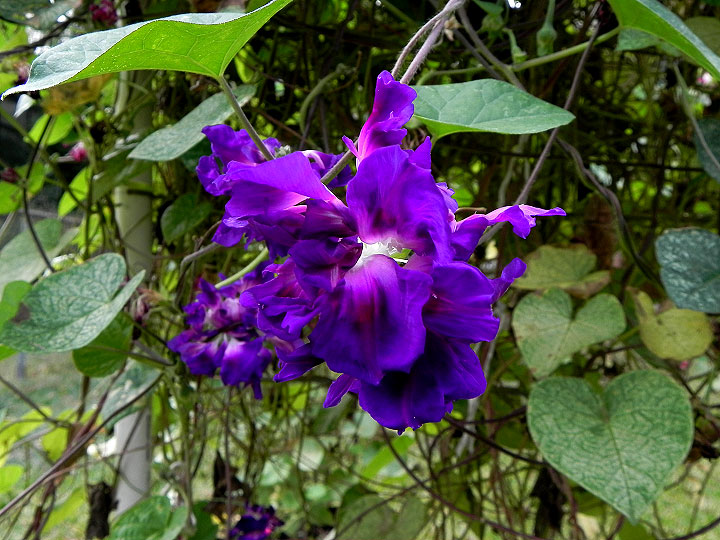 DSCN3737