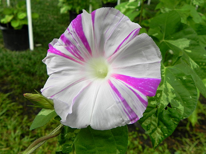 DSCN3795