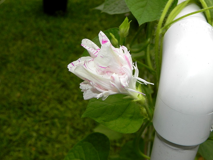 DSCN3903