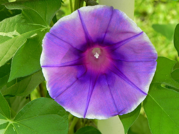 DSCN3944