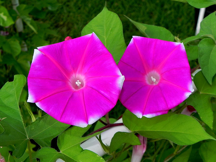 DSCN3987