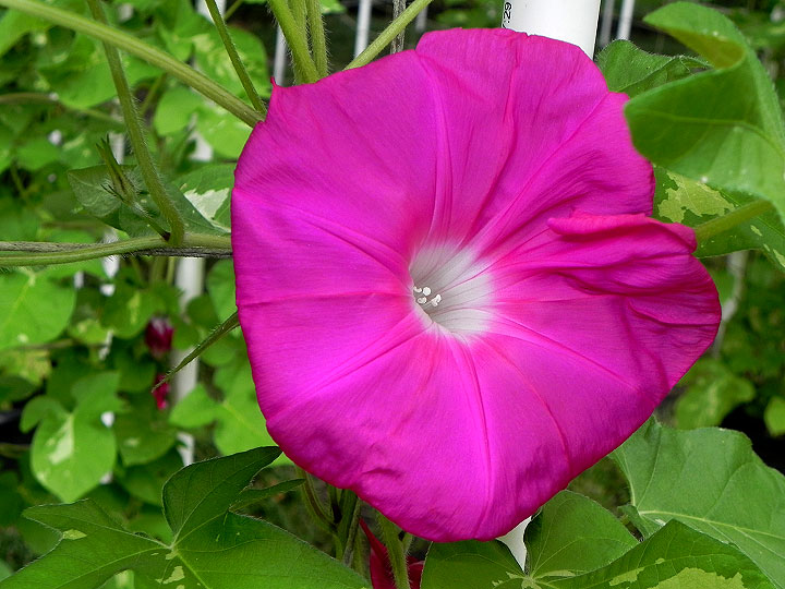DSCN4061