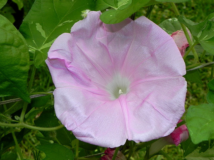 DSCN4079