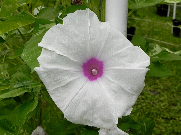 DSCN4090