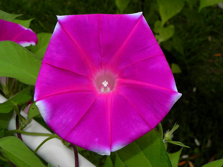 DSCN4101