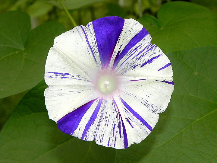 DSCN4106
