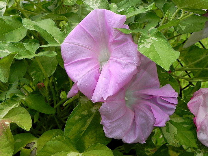 DSCN4128