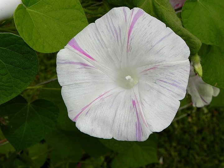 DSCN4129