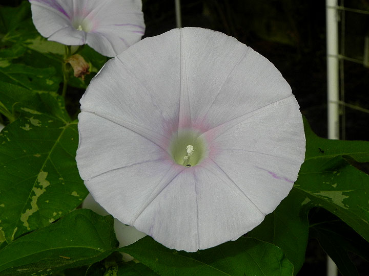 DSCN4164