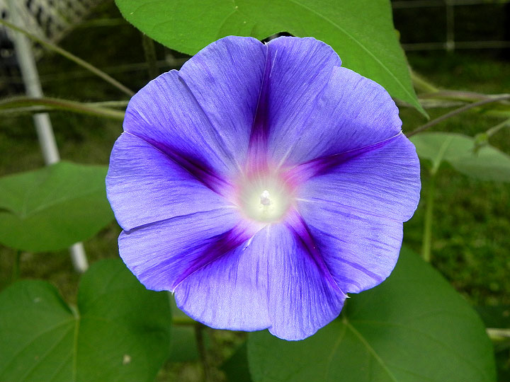 DSCN4203