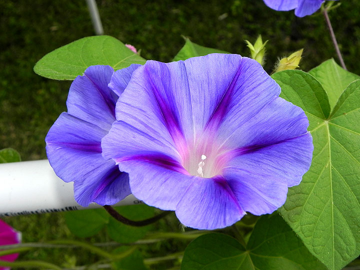DSCN4204