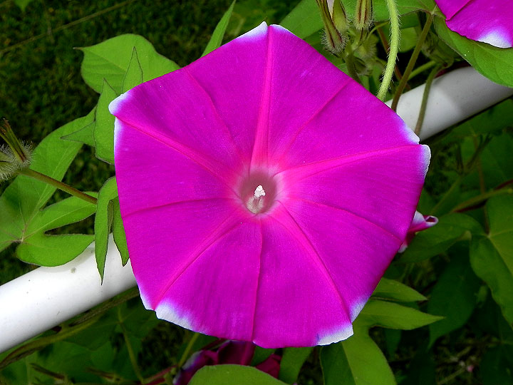 DSCN4206