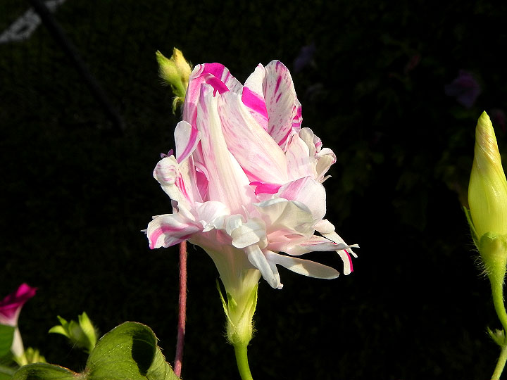 DSCN4236_01