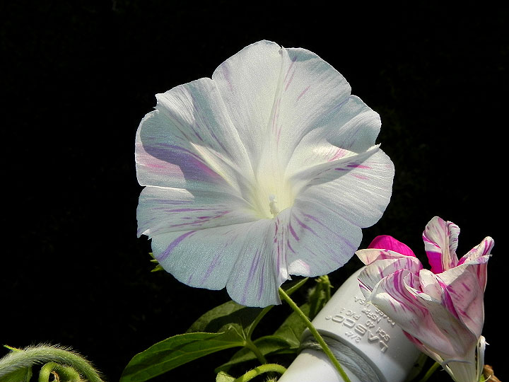 DSCN4237_01