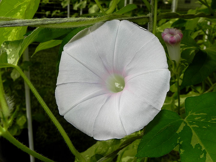 DSCN4266