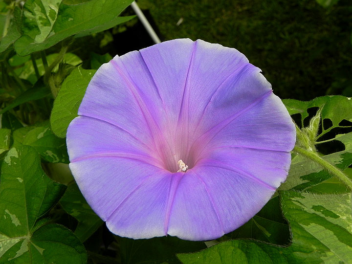 DSCN4275