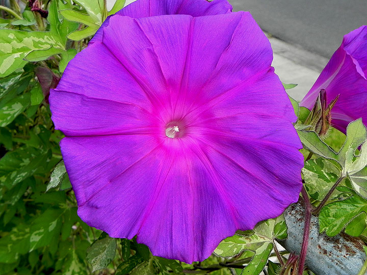 DSCN4340