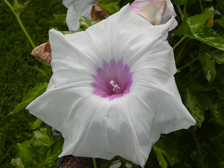 DSCN4354