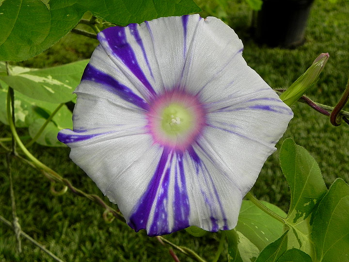 DSCN4450
