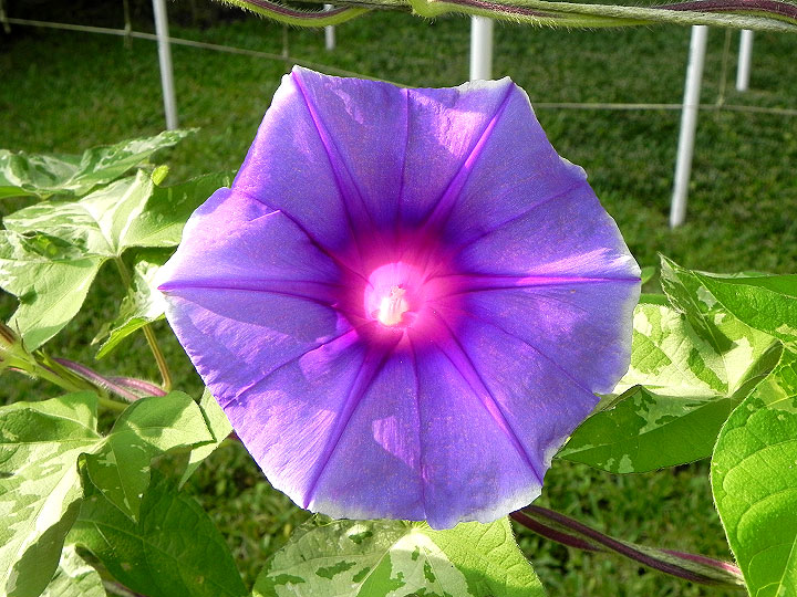 DSCN4462