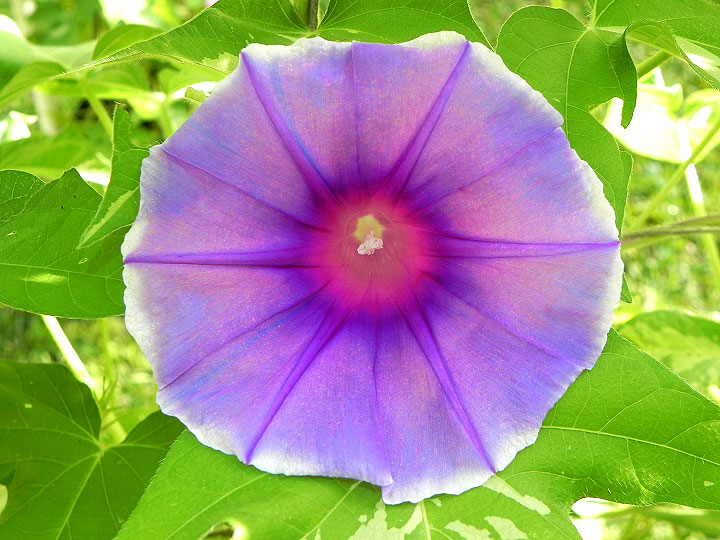 DSCN4465