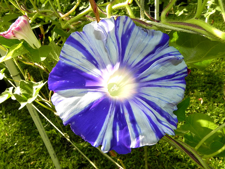 DSCN4500