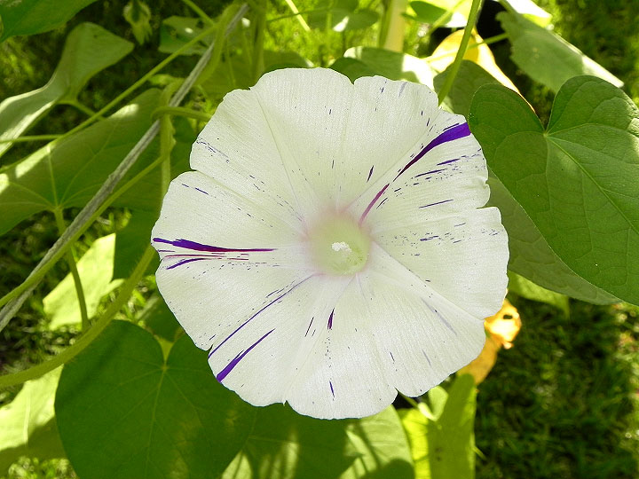 DSCN4507