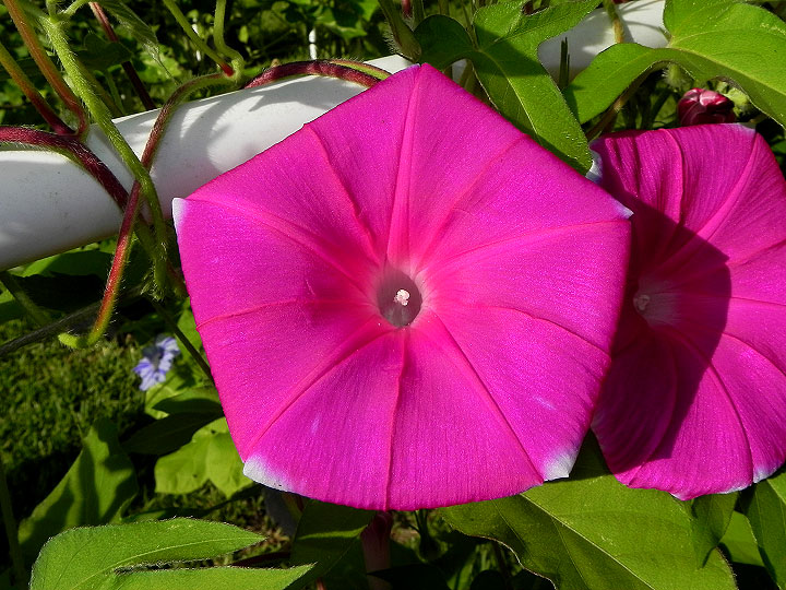DSCN4516