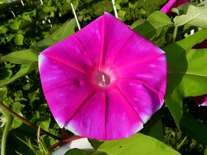 DSCN4517
