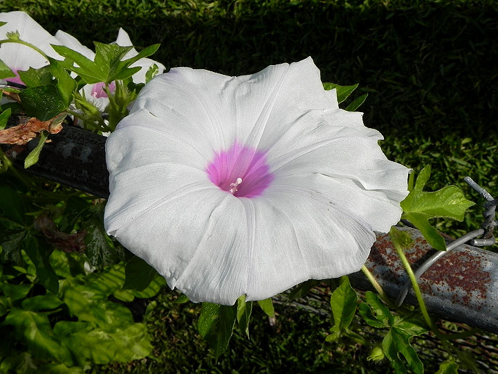 DSCN4567_01
