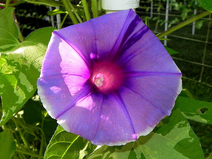 DSCN4661