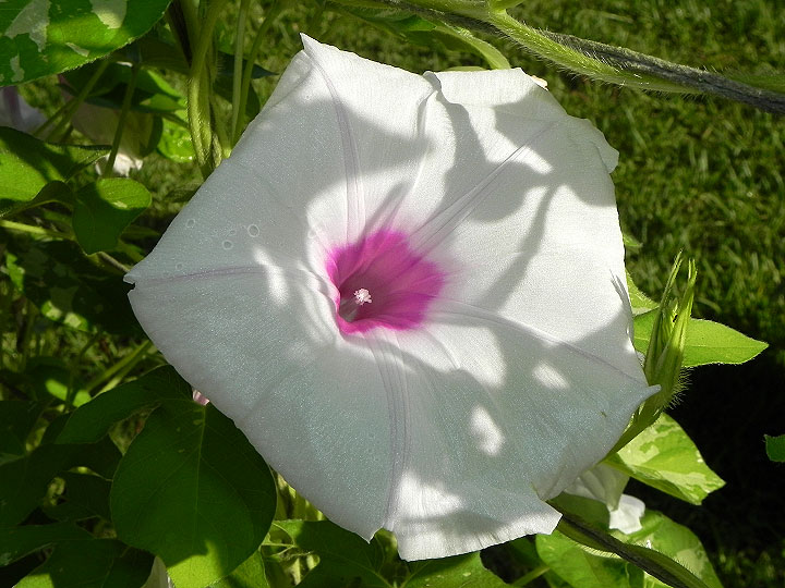 DSCN4692