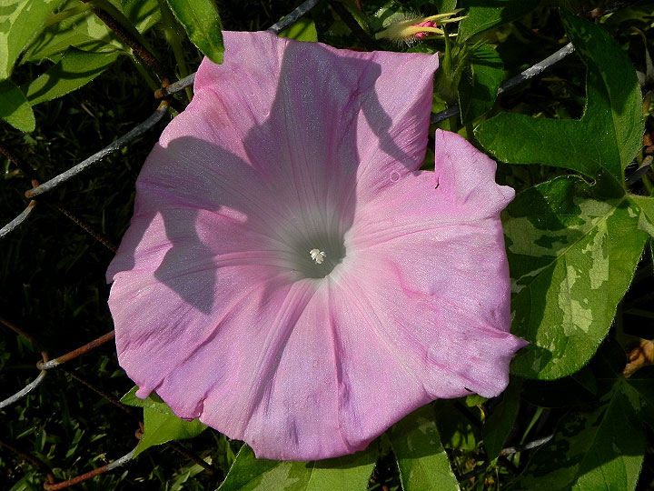 DSCN4774