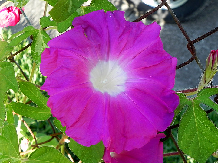 DSCN4954