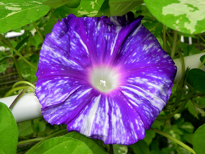 DSCN4996