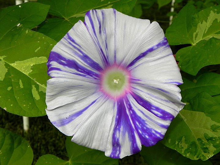DSCN4997
