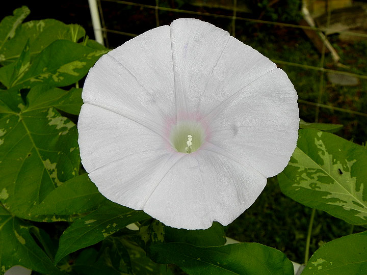 DSCN5007