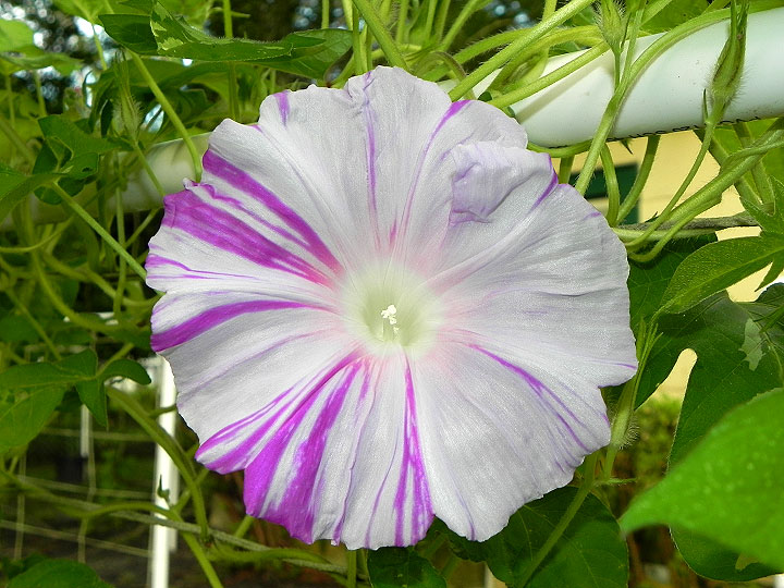DSCN5008