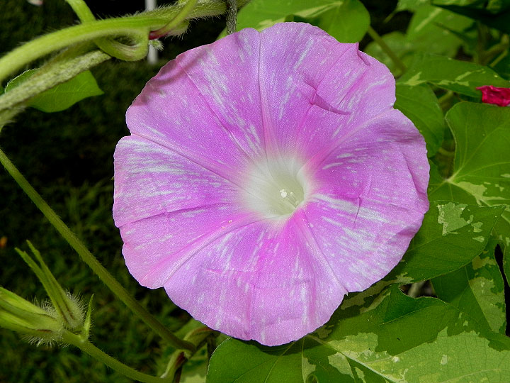DSCN5010