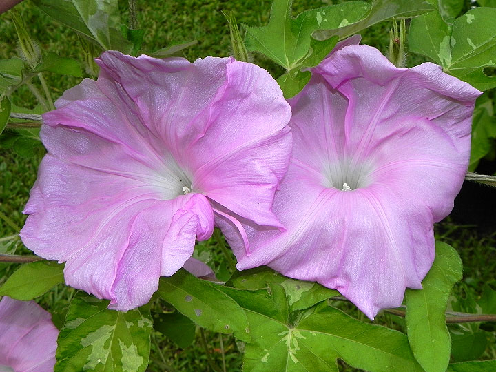DSCN5030_01