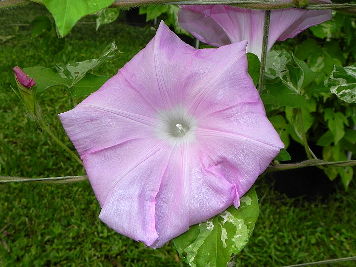 DSCN5031_01