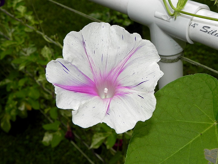 DSCN5054_02